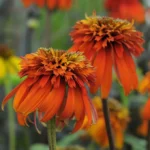 Ehinacea-purpurea-Hot-Papaya-1