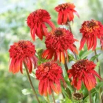 Ehinacea-purpurea-Hot-Papaya-2
