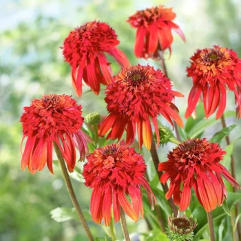 Ehinacea-purpurea-Hot-Papaya-2