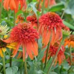 Ehinacea-purpurea-Hot-Papaya-3