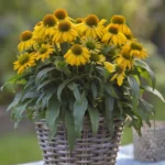 Ehinacea-purpurea-lakota-yellow-1