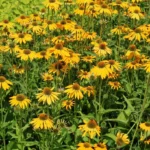 Ehinacea purpurea "Lakota Yellow" - Slika 3