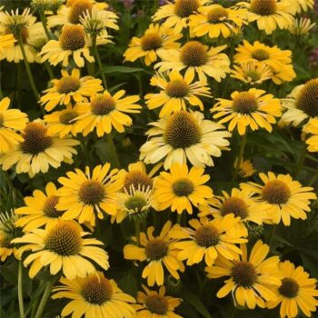 Ehinacea-purpurea-lakota-yellow-3