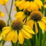 Ehinacea-purpurea-lakota-yellow-4