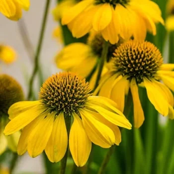 Ehinacea-purpurea-lakota-yellow-4