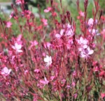 Gaura-Siskiyou-Pink-1