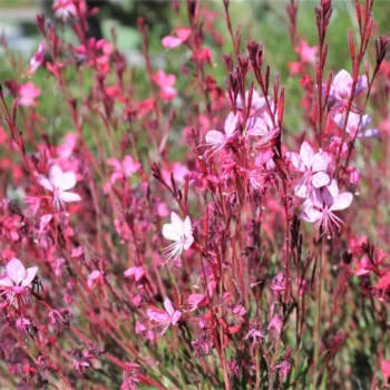 Gaura-Siskiyou-Pink-1