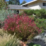 Gaura-Siskiyou-Pink-2
