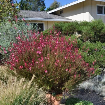 Gaura-Siskiyou-Pink-2