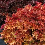 Heuchera-Ginger-Peach-1