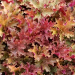 Heuchera-Ginger-Peach-2