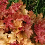 Heuchera-Ginger-Peach-3