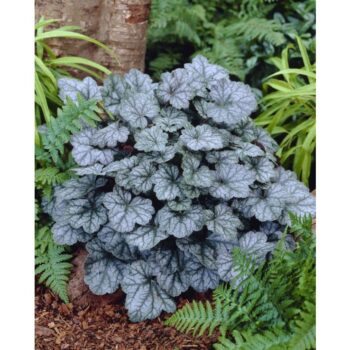 Heuchera -Glitter-2