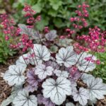 Heuchera -Glitter-3