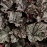 Heuchera-villosa-Carnival-Plum-Crazy-1