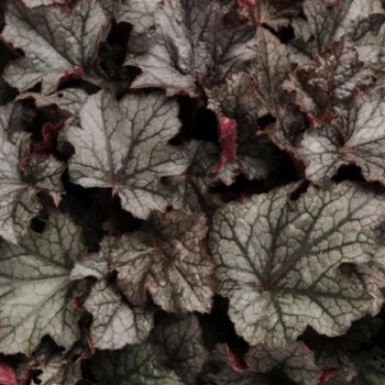 Heuchera-villosa-Carnival-Plum-Crazy-1