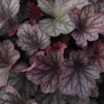 Heuchera-villosa-Carnival-Plum-Crazy-2