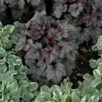 Heuchera-villosa-Carnival-Plum-Crazy-3