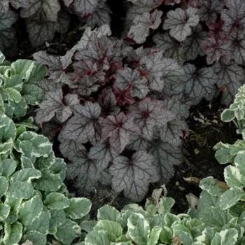 Heuchera-villosa-Carnival-Plum-Crazy-3