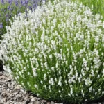 Lavanda-angustifolia-ardeche-white-1