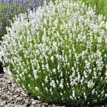Lavanda-angustifolia-ardeche-white-1
