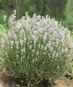 Lavanda-angustifolia-ardeche-white-2