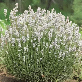 Lavanda-angustifolia-ardeche-white-2