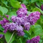 Syringa-vulgaris-Amethyst-1