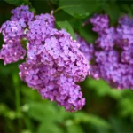 Syringa-vulgaris-Amethyst-2