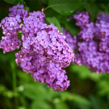 Syringa-vulgaris-Amethyst-2