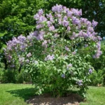 Syringa-vulgaris-Amethyst-3