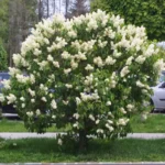 Syringa-vulgaris-madame-florent-stepman-1