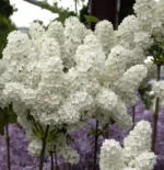 Syringa-vulgaris-madame-florent-stepman-2