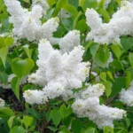 Syringa-vulgaris-madame-florent-stepman-3
