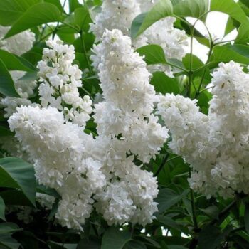 Syringa-vulgaris-madame-florent-stepman-4