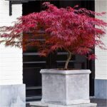 acer-palmatum-firecracker-1