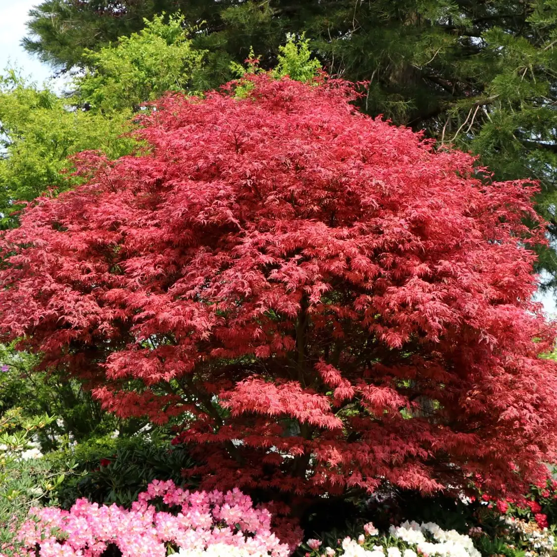 acer-palmatum-firecracker-2 acer-palmatum-firecracker-2
