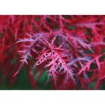acer-palmatum-firecracker-3