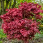 acer-palmatum-shaina-1