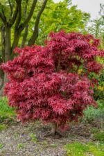 acer-palmatum-shaina-1