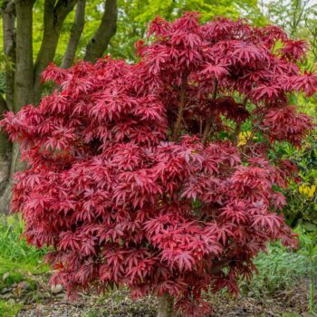 acer-palmatum-shaina-1
