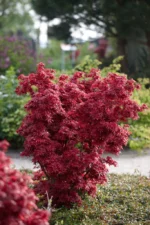 acer-palmatum-shaina-2