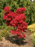 acer-palmatum-shaina-3