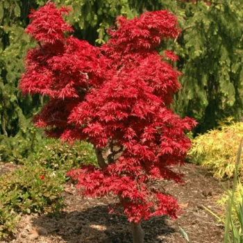 acer-palmatum-shaina-3