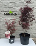acer-shaina-var