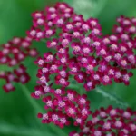 achillea-millefolium-summerwine-1