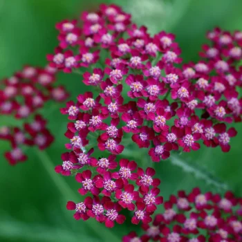 achillea-millefolium-summerwine-1