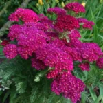 achillea-millefolium-summerwine-2