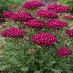 achillea-millefolium-summerwine-3