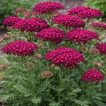 achillea-millefolium-summerwine-3